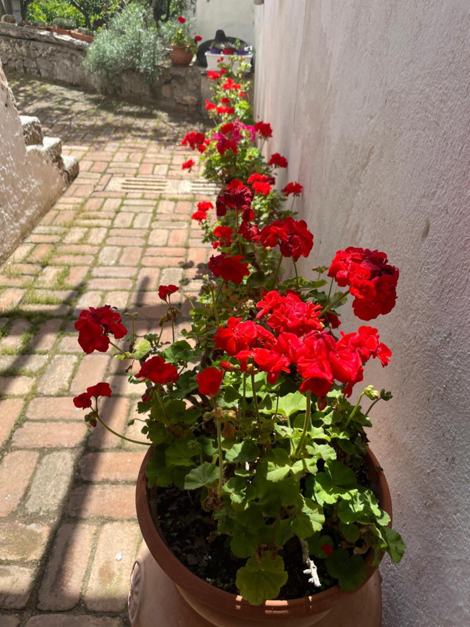 אוליאנה B&B Corte San Lussorio מראה חיצוני תמונה